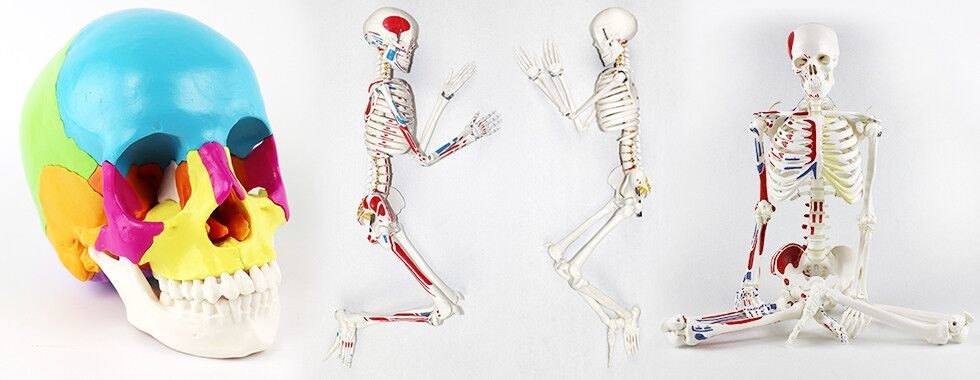 جسم الإنسان هيكل عظمي نموذج