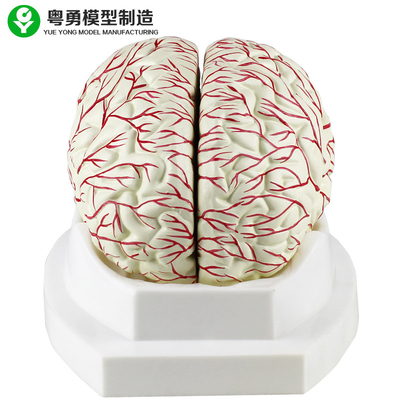 يمكن تقسيم عرض نموذج الدماغ البشري الطبي الشرياني إلى 8 أجزاء