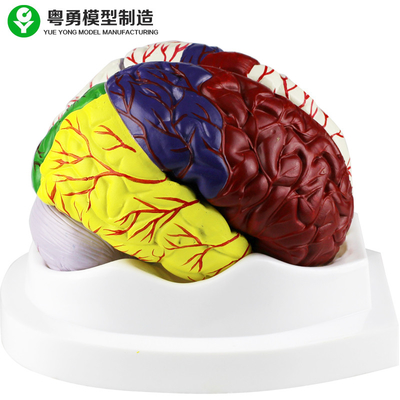 تشريح الدماغ البشري نموذج / نماذج الدماغ التعليمية البلاستيكية المواد البلاستيكية