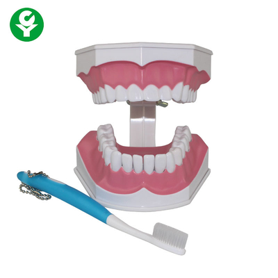نموذج أسنان الإنسان لطلاب طب الأسنان