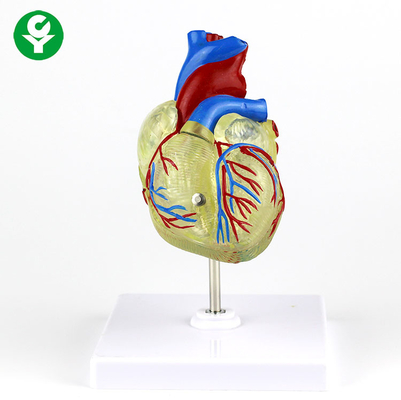 الإنسان الكبار الطبية القلب نموذج البلاستيك الشفاف للتظاهر