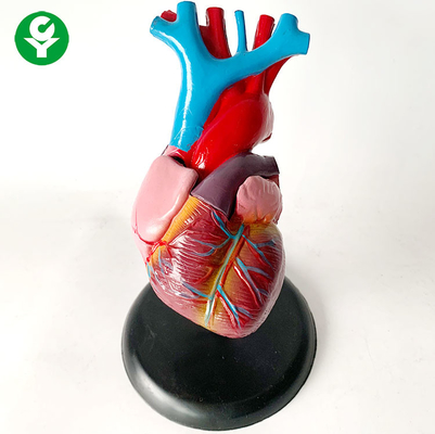 نموذج تشريح الأعضاء البشرية / تدريب القلب