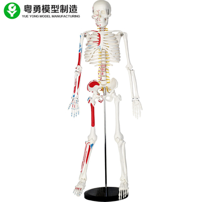 نموذج الهيكل العظمي البشري بالحجم الطبيعي من البلاستيك مع وزن 85 سم 2.0 كجم