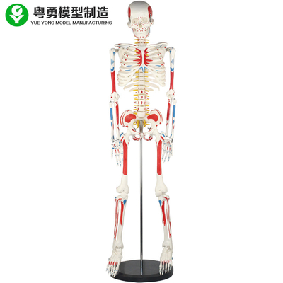 نموذج الهيكل العظمي البشري الكبار / نموذج تشريح العضلات والعظام البشرية