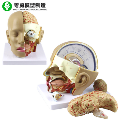 نموذج جمجمة تشريح البلاستيك / نموذج تشريح الرأس البشري PVC مع الدماغ