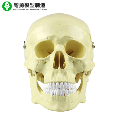 جمجمة الرأس تشريح نموذج بلاستيك 20 × 14 × 20 سم حزمة واحدة الحجم عالية الدقة