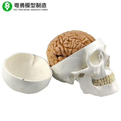 بالحجم الطبيعي طبق الأصل الجمجمة البشرية بما في ذلك 8 أجزاء التدريس الطبي انفصال الدماغ
