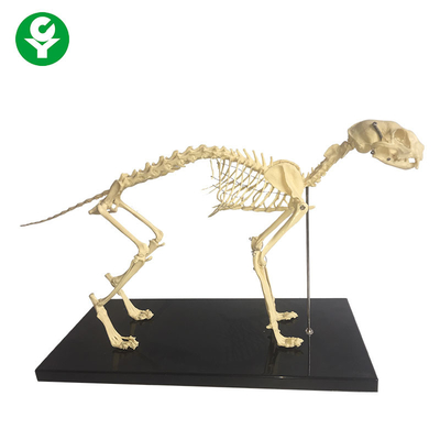 نماذج تشريح الحيوانات العظمية الطبيعية العظمية / نموذج الهيكل العظمي القط