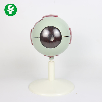 نموذج تشريح العين الموسع المتقدم / نموذج مقلة العين تشريح الوزن 0.8 كجم