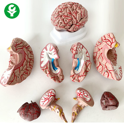8 أجزاء تشريح الدماغ نموذج العلوم الطبية الموضوع حياة الإنسان الحجم 1.5 كلغ
