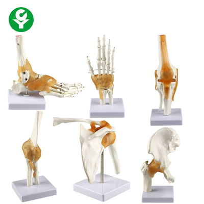 كامل حجم المفاصل البشرية نموذج / الكتف الكوع الورك الركبة القدم اليد المشتركة نموذج العظام