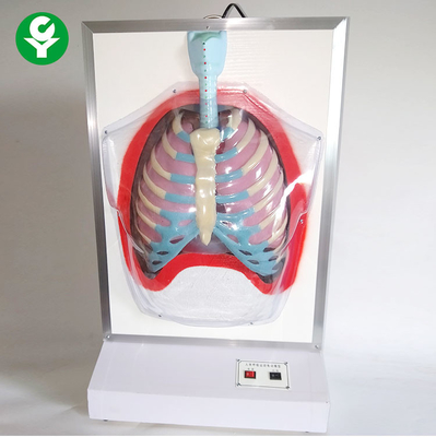 القزم التدريب الطبي الطبي / نموذج حركة الجهاز التنفسي البشري