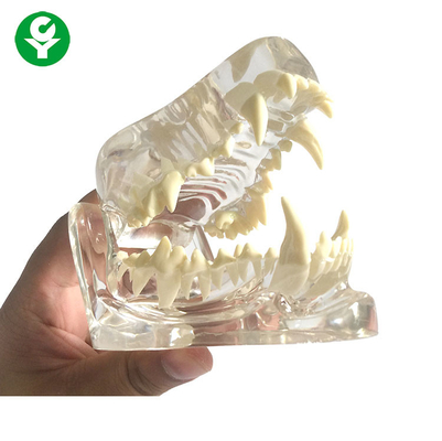 تشريح الكلب الفك الجمجمة العظام / الأسنان الأسنان الكلب نموذج المواد البلاستيكية