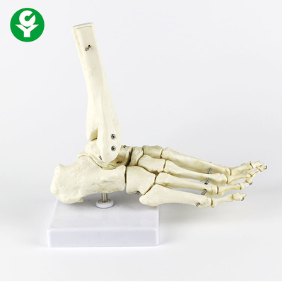المفاصل اليمنى القدم الإنسان نموذج Metacarpal اللون الأبيض متعدد الوظائف